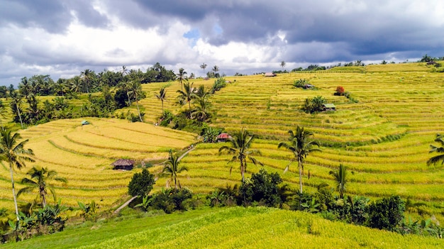 Magnifiques rizières à Bali. célèbre pour les rizières en Asie.