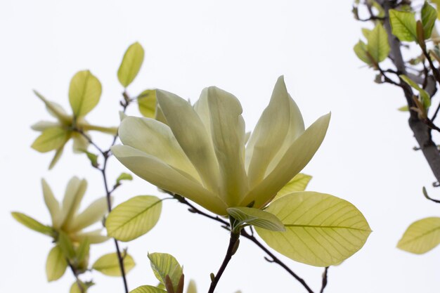 Magnolia blanc sur fond blanc