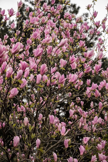 Photo magnolia dans le parc