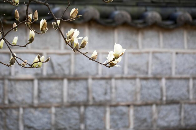 Magnolia fleur blanche fleurs arbre bouchent branche