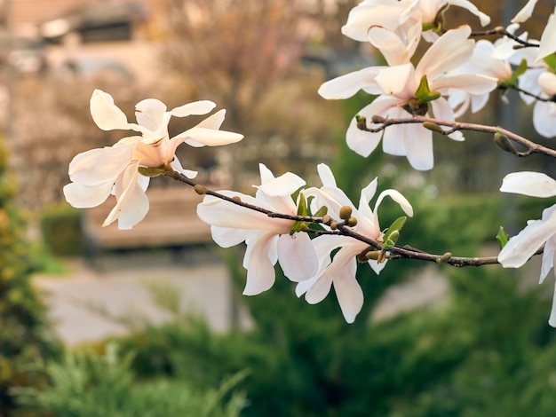 Le magnolia fleurit au printemps.