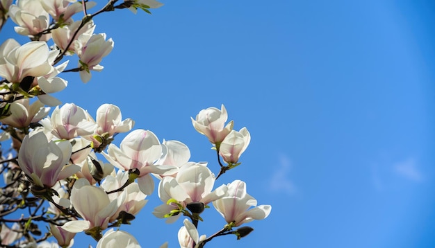 Magnolia en fleurs dans le jardin avec un espace de copie