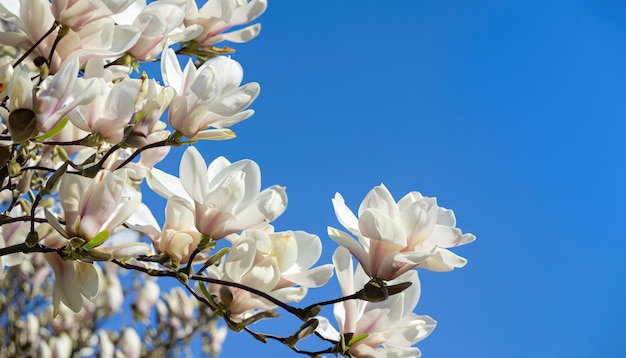 Magnolia en fleurs dans le jardin avec un espace de copie