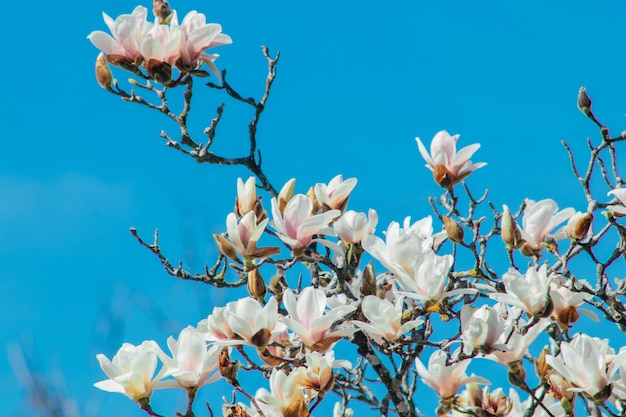 Magnolia en fleurs avec des fleurs roses se bouchent. Sotchi, Russie.