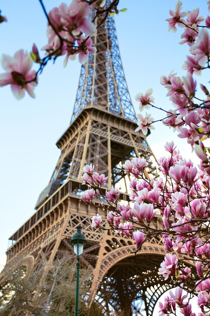 Magnolia en fleurs sur fond de Tour Eiffel