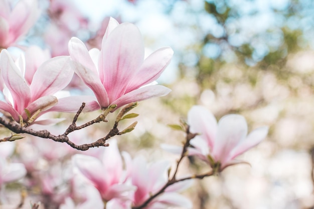 Photo magnolia à fleurs printanières en plan rapproché