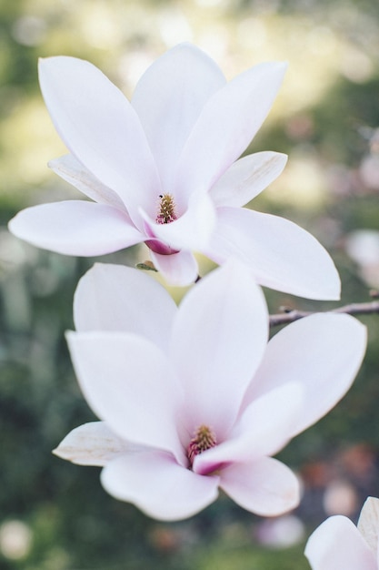 Photo magnolia à fleurs printanières en plan rapproché