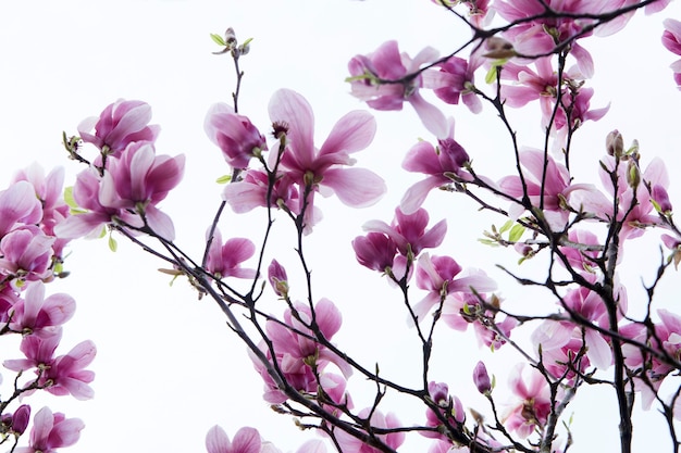 Magnolia avec fleurs