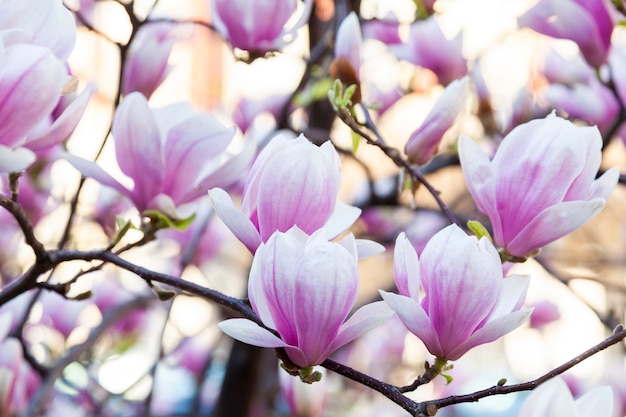 Magnolia en fleurs