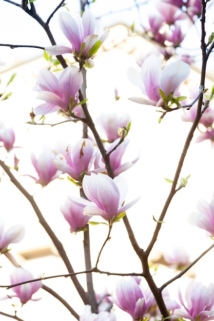 Magnolia en fleurs