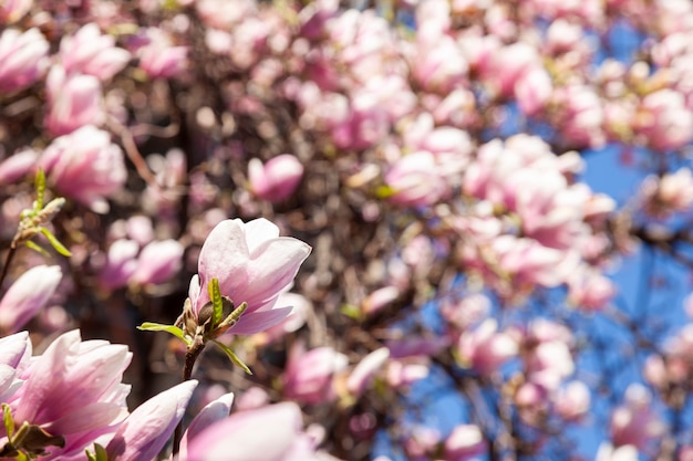 Magnolia en fleurs