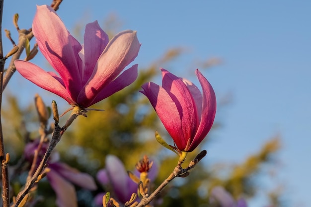 Magnolia liliiflora Nigra fleur rose dans la conception du jardin