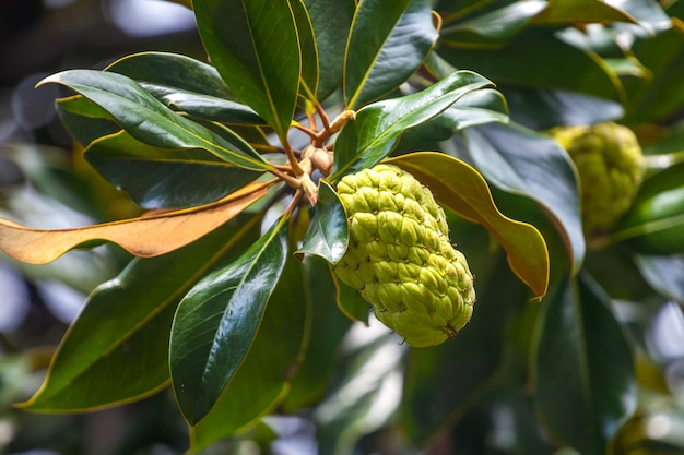 Le magnolia présente des gousses ou des cônes ou des fruits