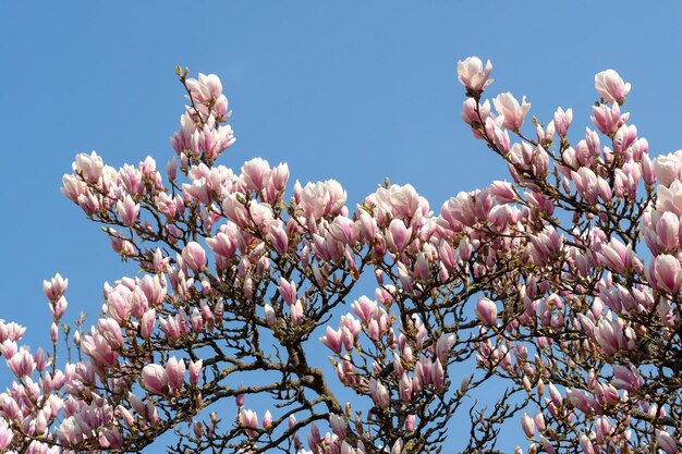 Magnolia rose fleur arbre fleurs sur fond bleu ciel printemps floral