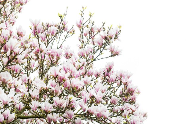 Magnolia rose avec des fleurs épanouies au printemps en Fr