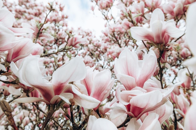 Magnolia rose avec des fleurs épanouies au printemps