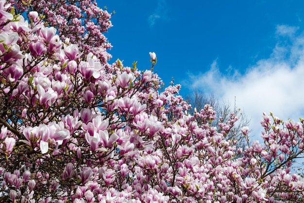 Magnolia rose avec des fleurs épanouies au printemps