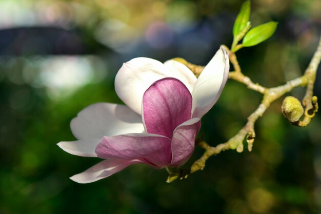 Magnolia rose (Magnolia liliiflora.) Ou Tulipier de Virginie.