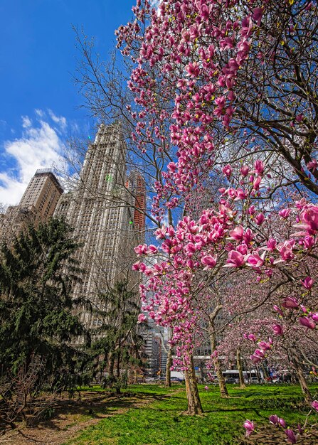 Magnolia Tree Blooming in City Hall Park dans le Lower Manhattan, New York, USA. Gratte-ciel en arrière-plan.