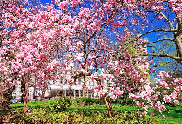 Magnolia Tree Blossom dans City Hall Park dans le Lower Manhattan, New York, USA. Hôtel de ville en arrière-plan.