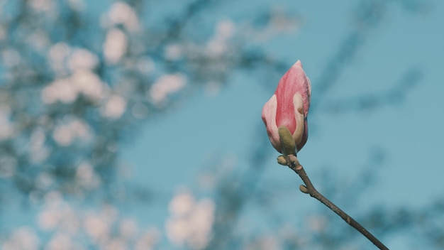 Magnolia violette en fleurs Magnolia rose à l'arrière-plan du printemps