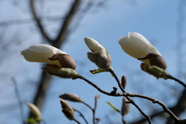 Les magnolias blancs fleurissent