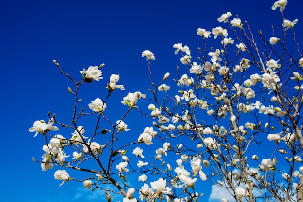 magnolias en fleurs blanches sur fond de ciel bleu au printemps