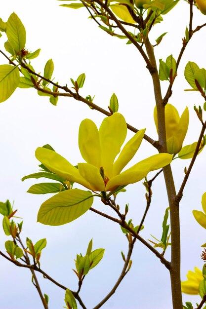 Magnolias jaunes sur des branches avec des feuilles vertes contre