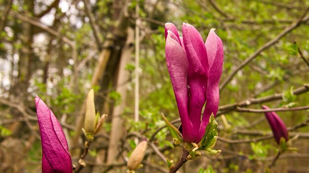 Les magnolias sont une véritable splendeur pendant la saison de floraison Une nature qui attire l'attention