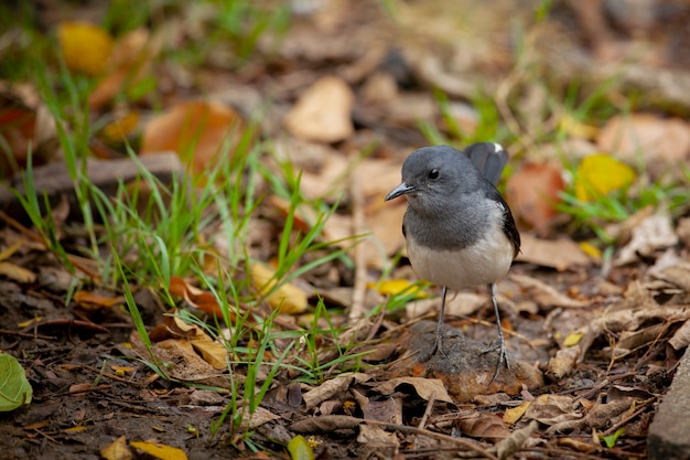 Le magpierobin oriental Copsychus saularis est un petit oiseau passereau