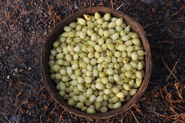 Mahua est recueilli sur le pot en bambou