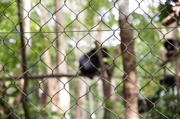 Maille ou cage pour animaux captifs.