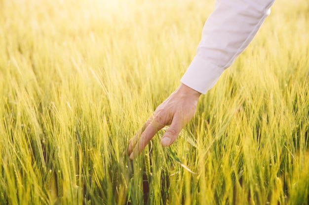 La main d'un agriculteur sur un champ de blé en Ukraine Le concept de blocus des exportations de céréales