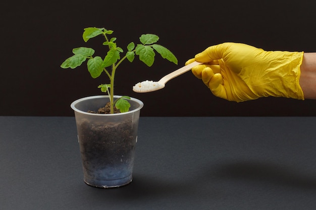 Main d'agriculteur avec engrais chimique pour jeune plant de tomate