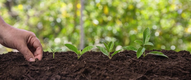 La main de l'agriculteur et les jeunes semis frais sur le sol fertile La croissance des germes dans le jardin de près