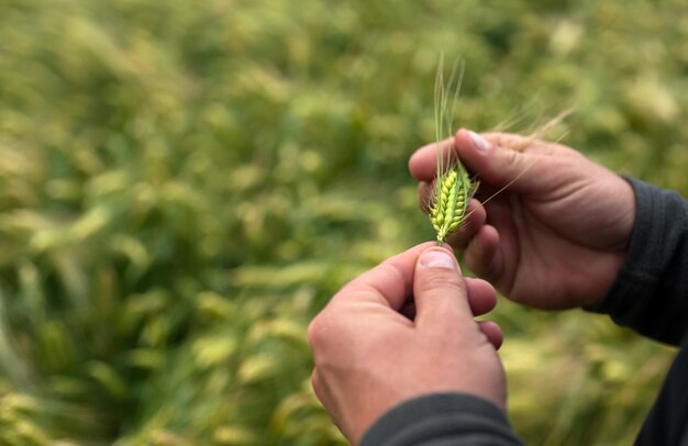 Photo la main de l'agriculteur tient les épices des céréales examine la maturité et le développement