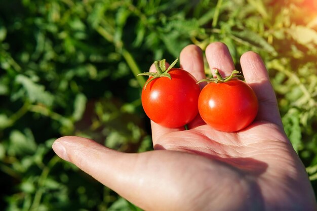 La main de l'agriculteur avec des tomates cerises récoltées Les mains tenant des tomates naturelles et saines de l'exploitation agricole biologique