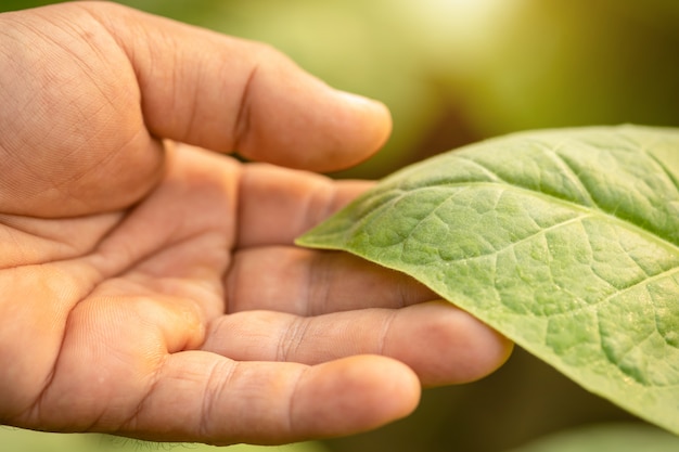 Photo main d'agriculteur touchant la feuille de tabac au lever ou au coucher du soleil. plante en croissance et concept de soins