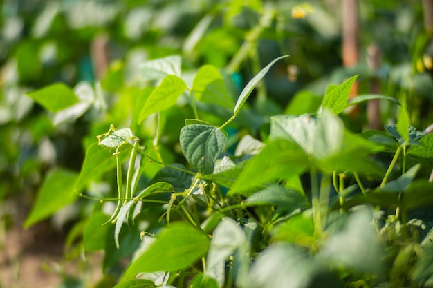 La main de l'agriculteur touche les cultures agricoles en gros plan Cultiver des légumes dans le jardin Soin et entretien de la récolte Produits respectueux de l'environnement