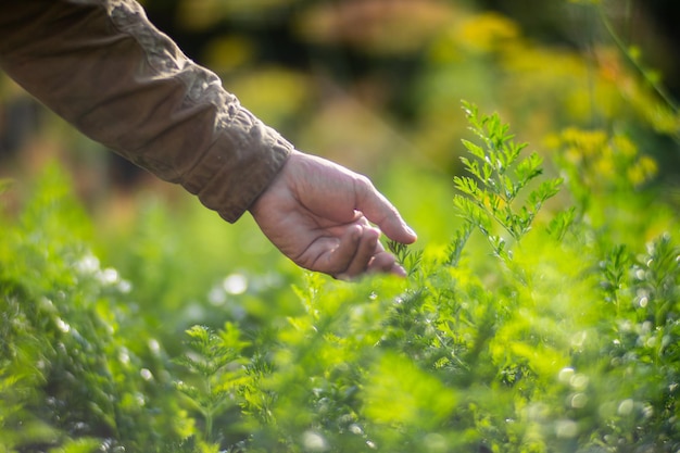 La main de l'agriculteur touche les cultures agricoles en gros plan Cultiver des légumes dans le jardin Soins et entretien de la récolte Produits respectueux de l'environnement