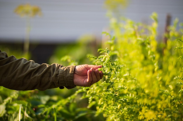 La main de l'agriculteur touche les cultures agricoles en gros plan Cultiver des légumes dans le jardin Soins et entretien de la récolte Produits respectueux de l'environnement