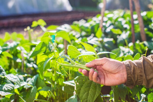 La main de l'agriculteur touche les cultures agricoles en gros plan Cultiver des légumes dans le jardin Soins et entretien de la récolte Produits respectueux de l'environnement