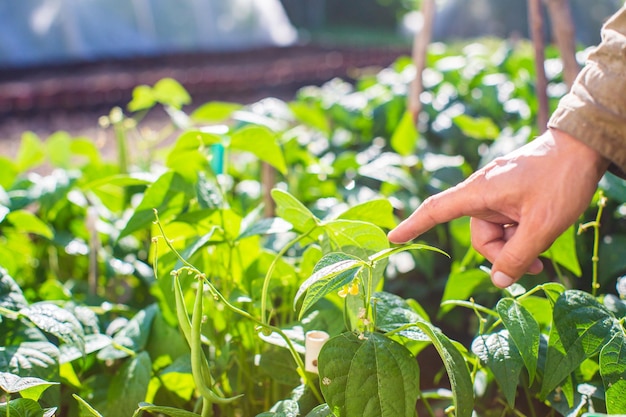 La main de l'agriculteur touche les cultures agricoles en gros plan Cultiver des légumes dans le jardin Soins et entretien de la récolte Produits respectueux de l'environnement