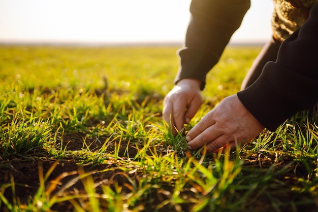 La main de l'agriculteur touche les feuilles vertes du jeune blé dans le champ Jeunes plants de blé vert dans les mains