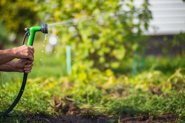 Main de l'agriculteur avec tuyau d'arrosage et buse de pistolet arrosant les plantes potagères en été Concept de jardinage Plantes agricoles poussant dans la rangée de lit