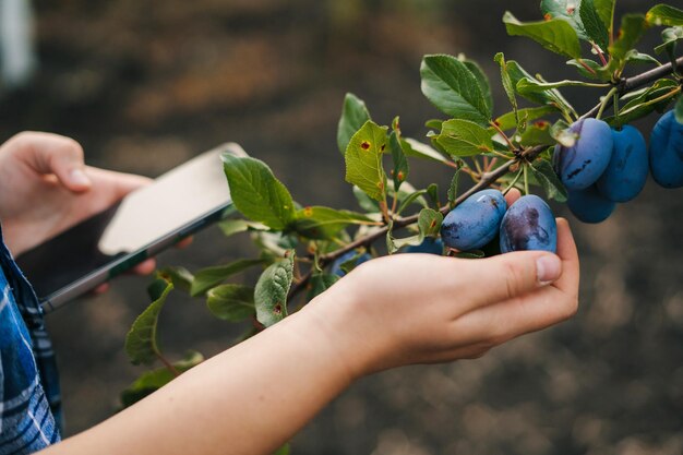 La main d'un agriculteur vérifiant les fruits des pruniers en enregistrant les données sur le téléphone Technologie agricole moderne ferme numérique innovation agricole intelligente