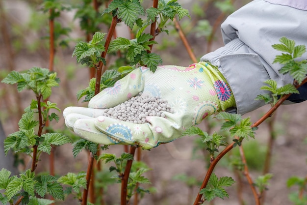 Main d'agriculteur vêtue d'un gant tenant un engrais chimique à côté des framboisiers