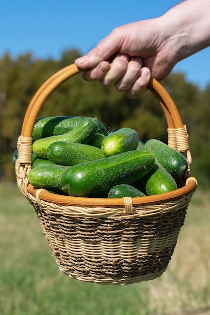 la main des agriculteurs tient un panier en osier avec des concombres biologiques cultivés à la ferme