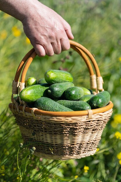 La main des agriculteurs tient un panier en osier avec des concombres de ferme biologiques cueillis avec fraîcheur