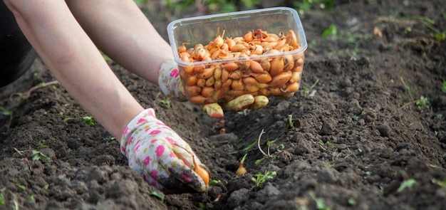 La main d'une agricultrice semant des oignons dans un potager biologique gros plan de la main semant des graines dans le sol